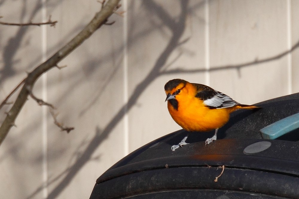 Bullock's Oriole - ML77666781