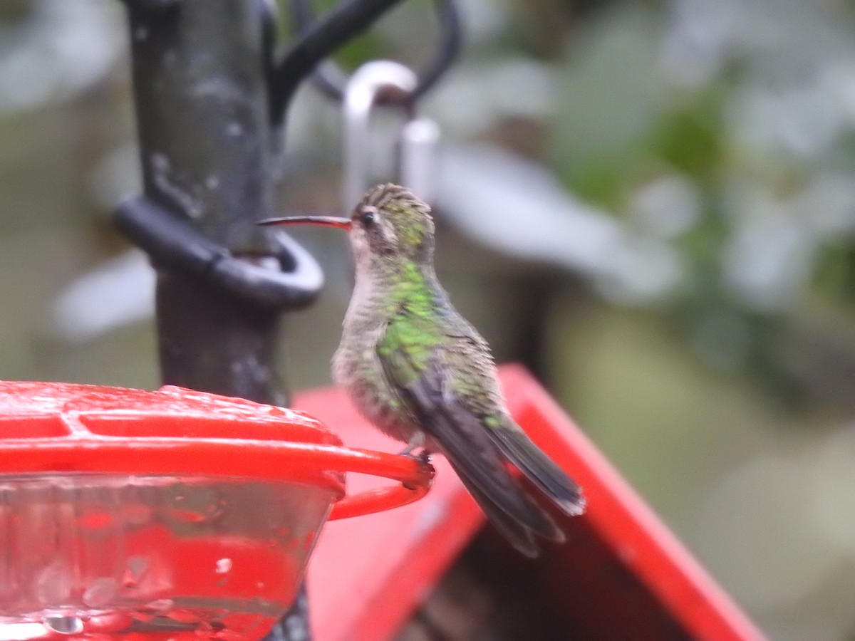 Colibrí Piquiancho Común - ML77668831