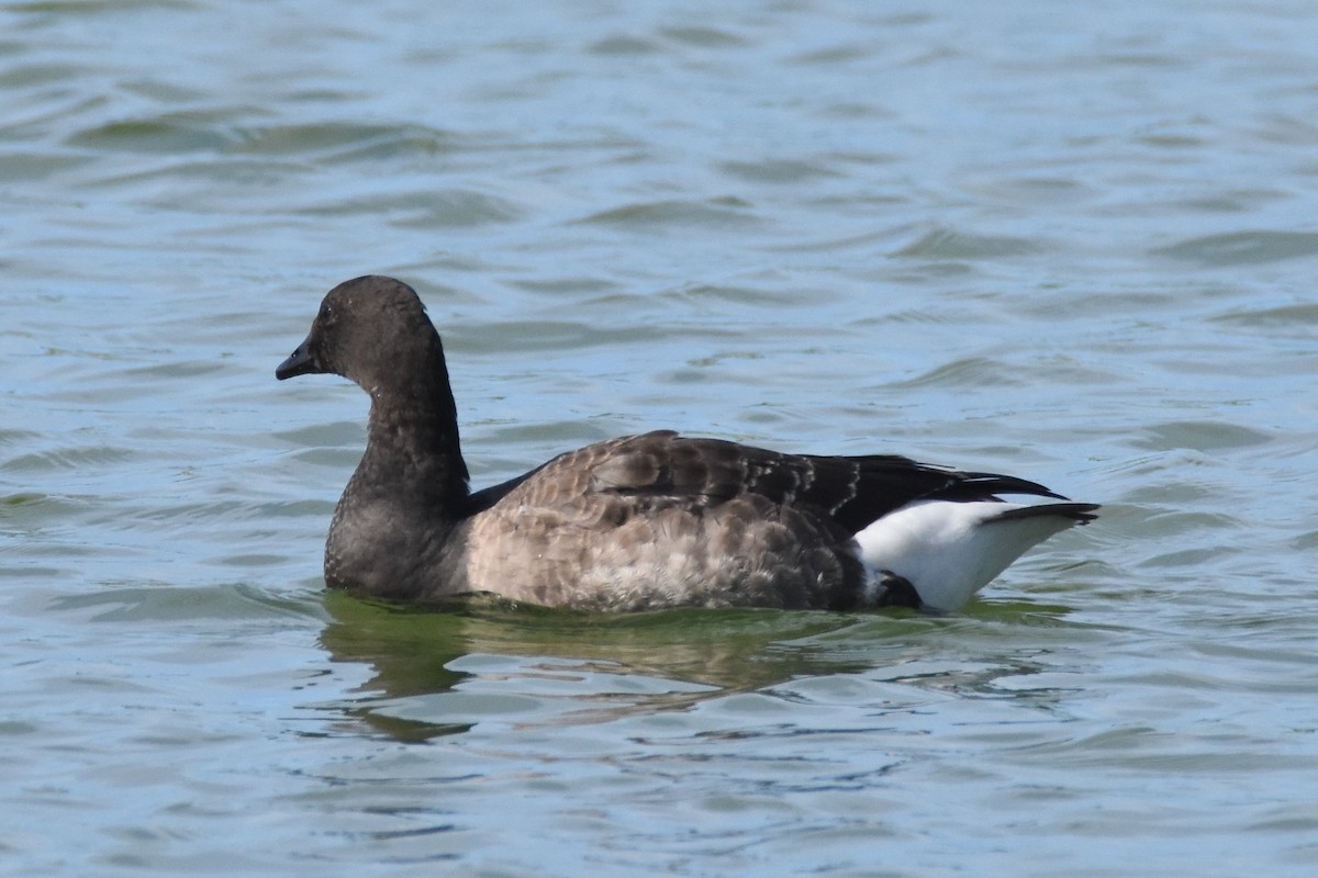 Branta musubeltza - ML77669051