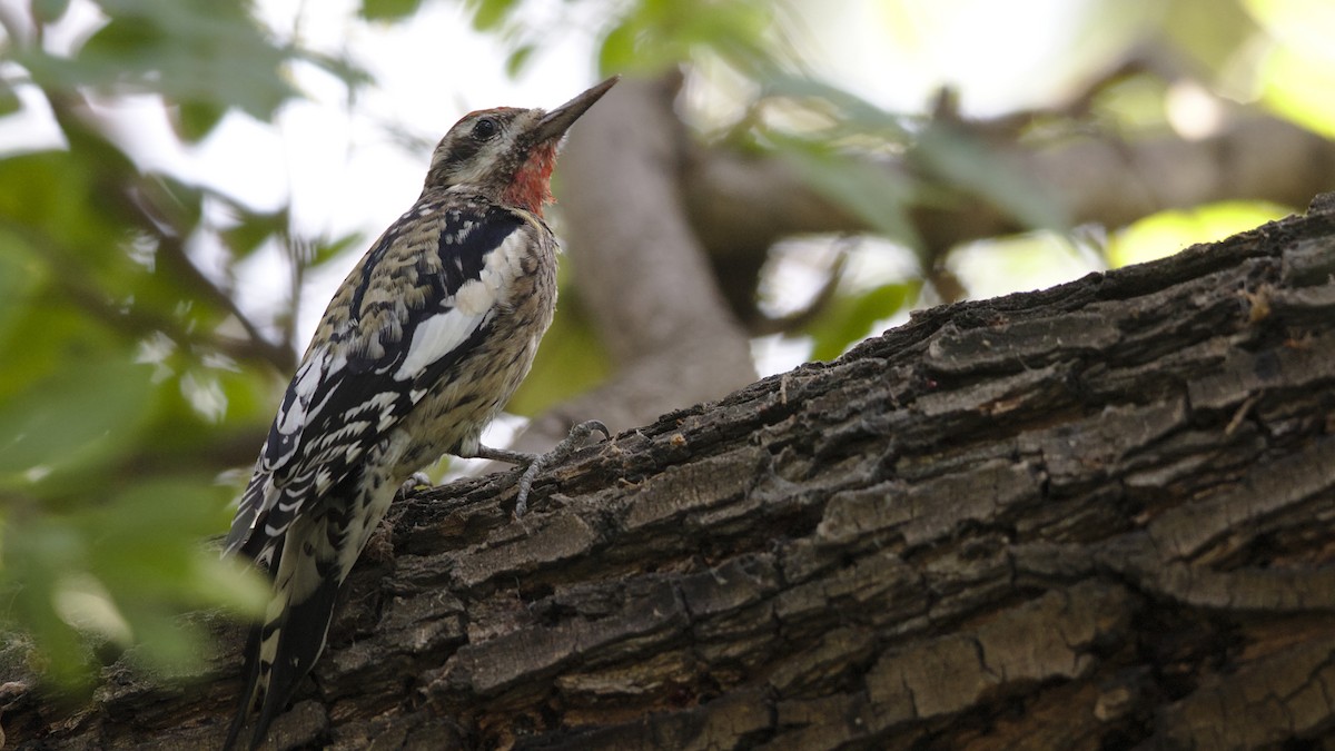 Yellow-bellied Sapsucker - ML77669111