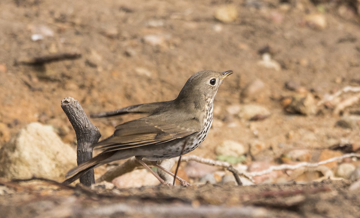 Hermit Thrush - ML77670581