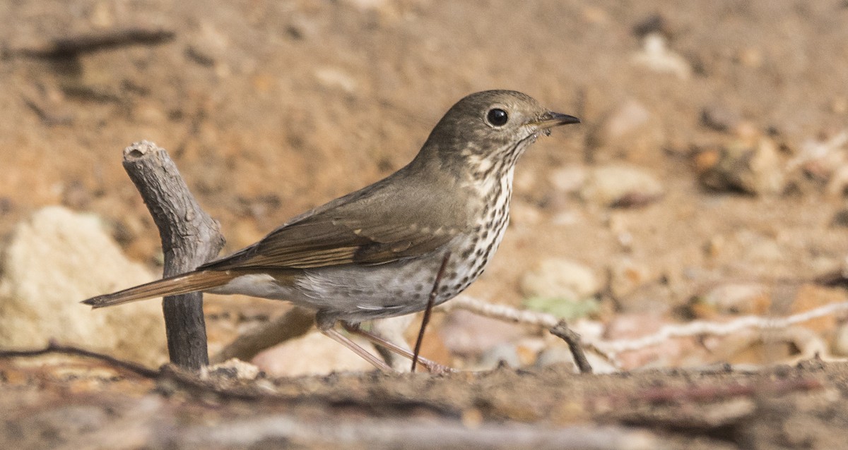 Hermit Thrush - ML77670591