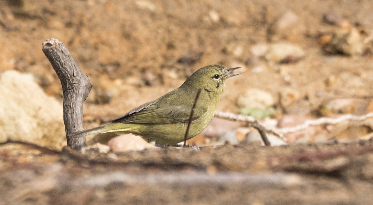 Orange-crowned Warbler - ML77670741