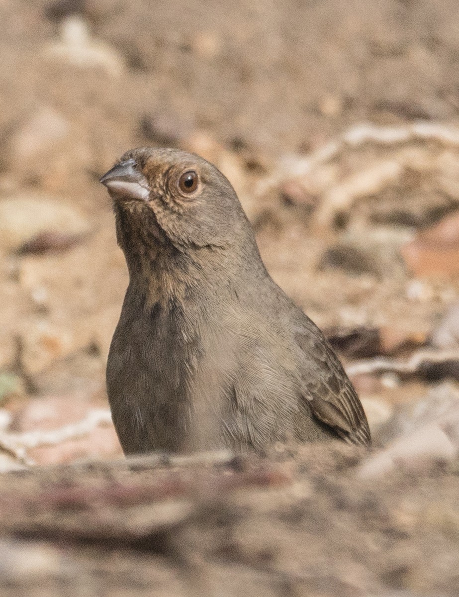 California Towhee - ML77670801