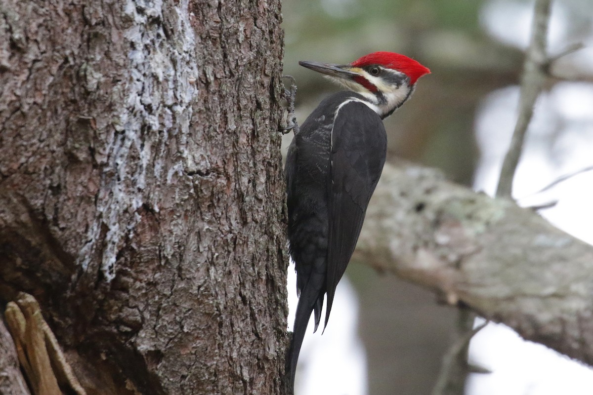 Pileated Woodpecker - ML77670811