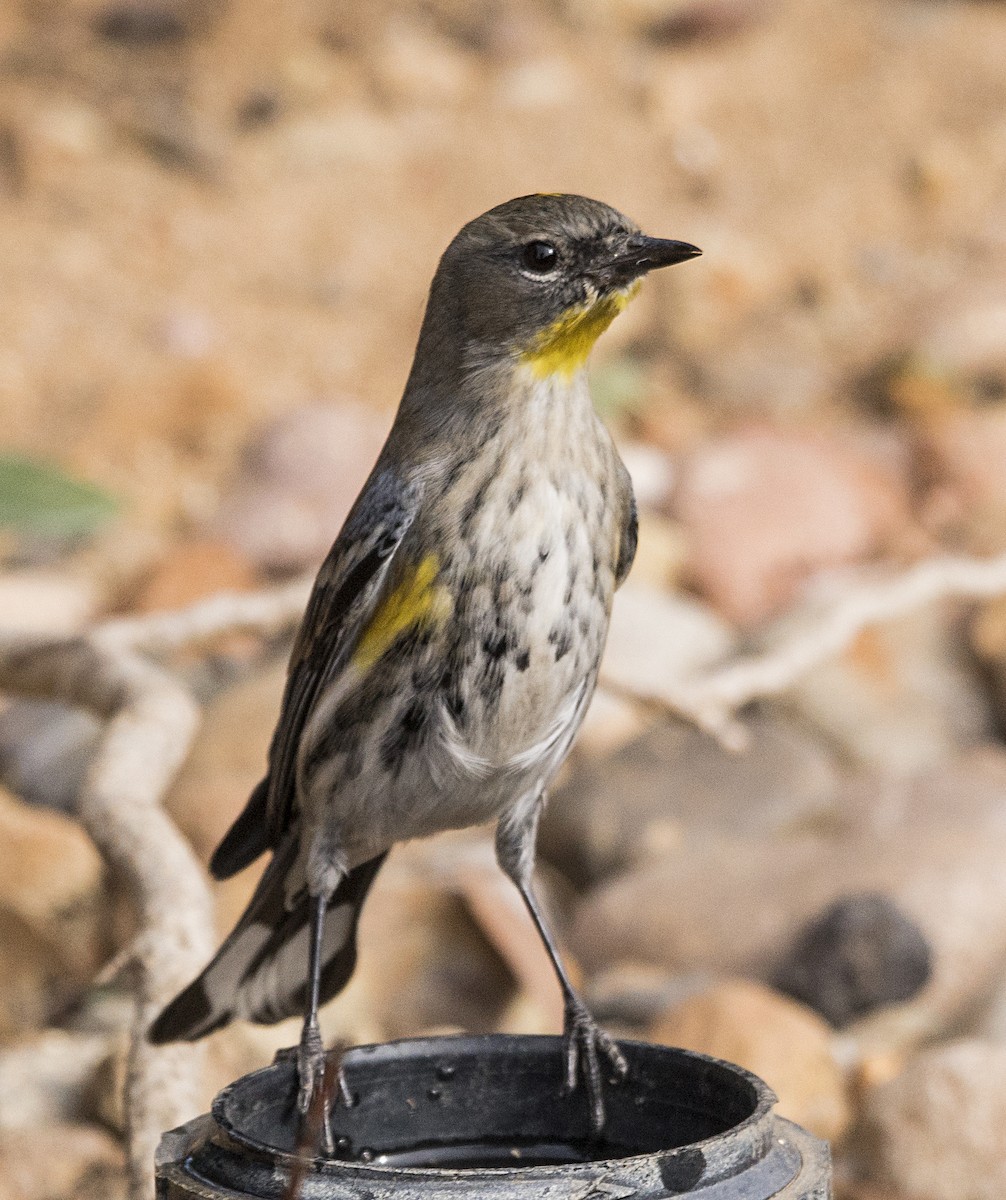 Yellow-rumped Warbler - ML77671051