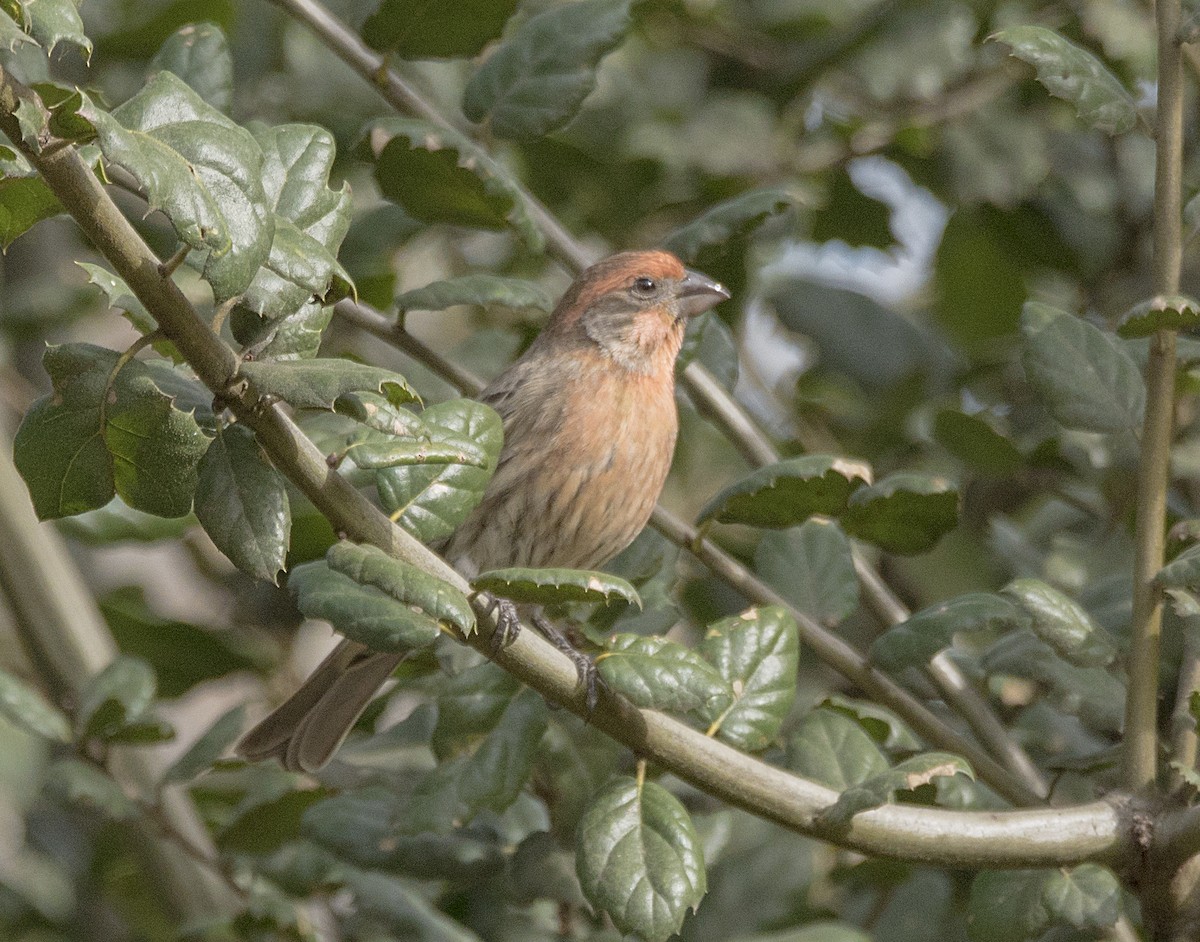 House Finch - ML77671251