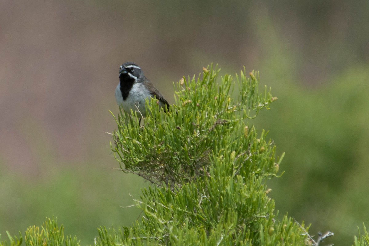 Black-throated Sparrow - Joshua Little