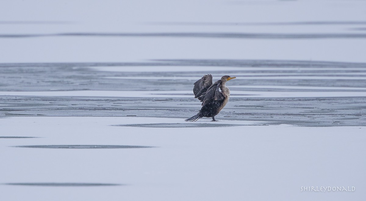 Double-crested Cormorant - Shirley Donald