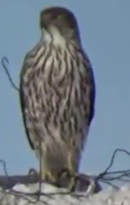 Cooper's Hawk - ML77676951