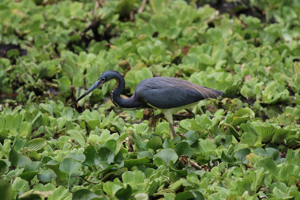 Tricolored Heron - Jamie Harmon