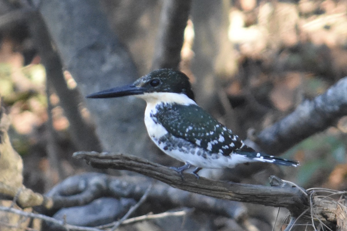 Green Kingfisher - ML77678541