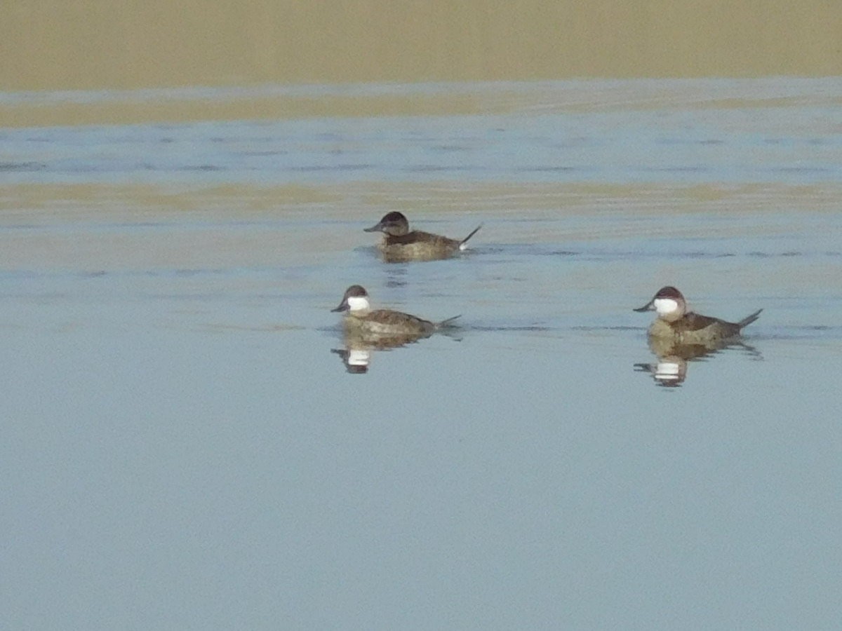 Ruddy Duck - ML77680181