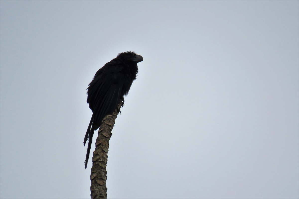 Smooth-billed Ani - Liette Desfosses