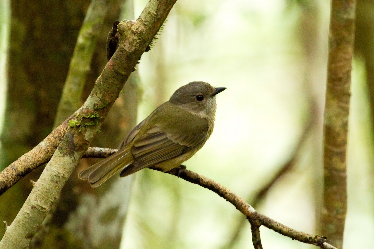 Golden Whistler - ML77681161