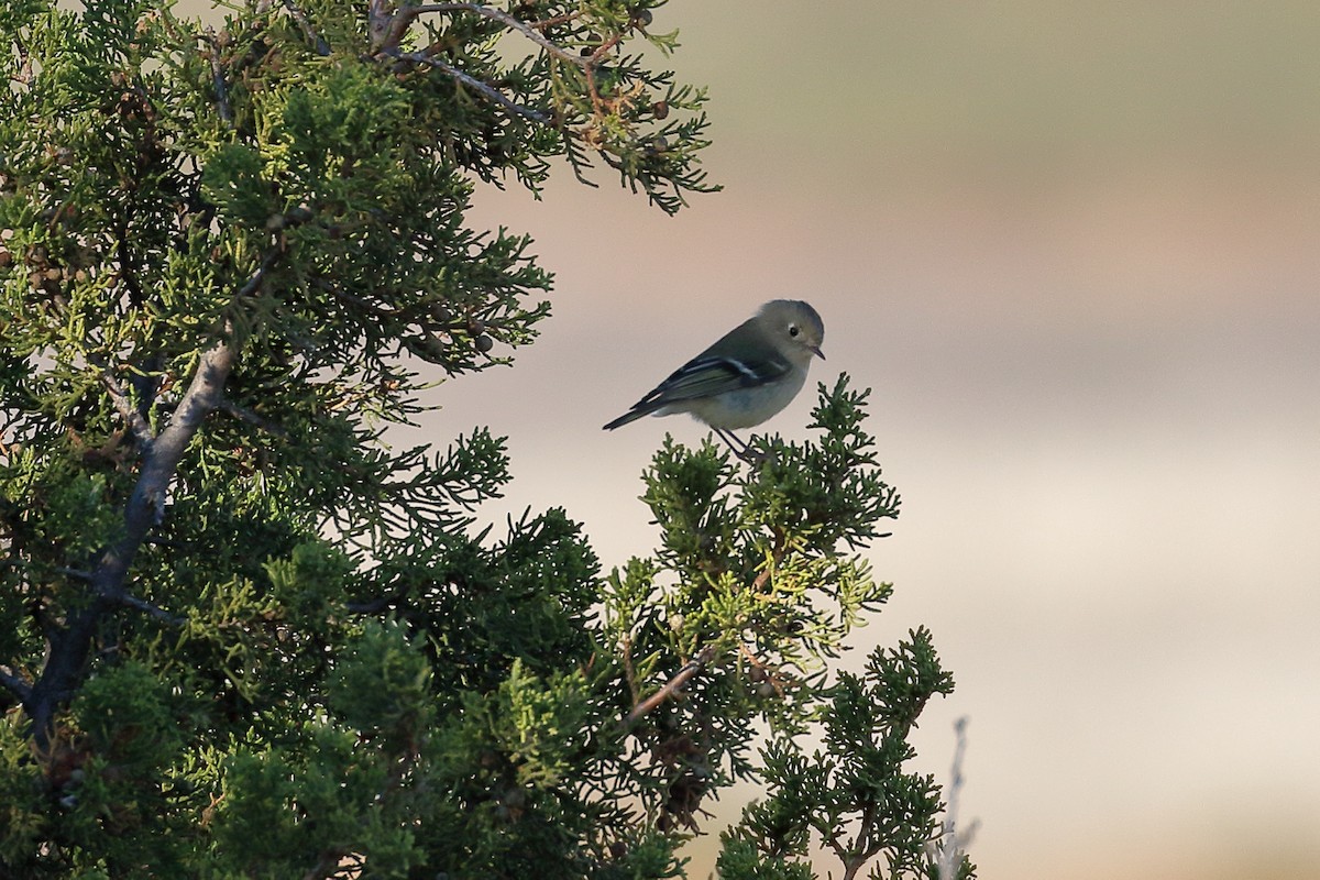 Ruby-crowned Kinglet - Lawrence Haller