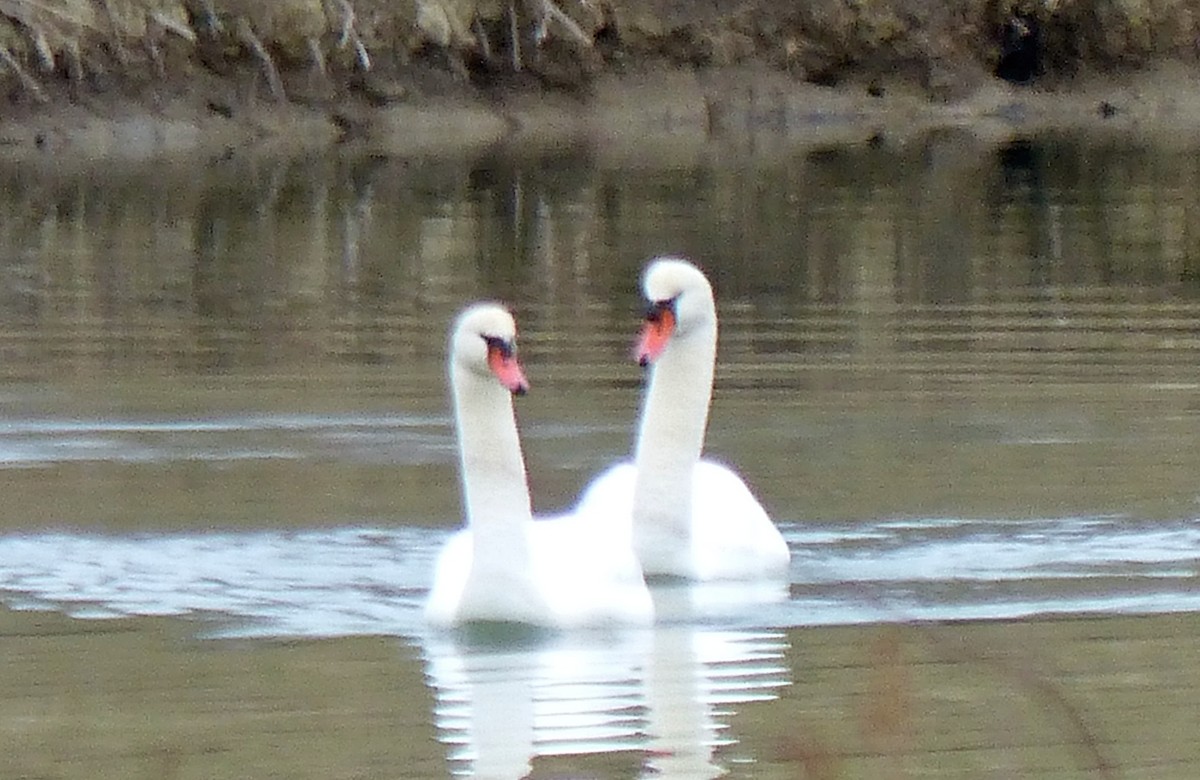 Cygne tuberculé - ML77682591