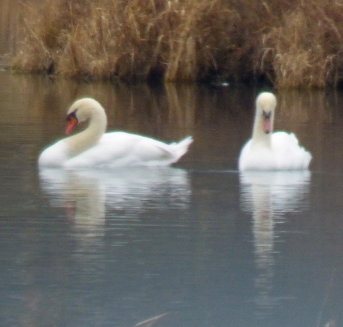 Cygne tuberculé - ML77682631