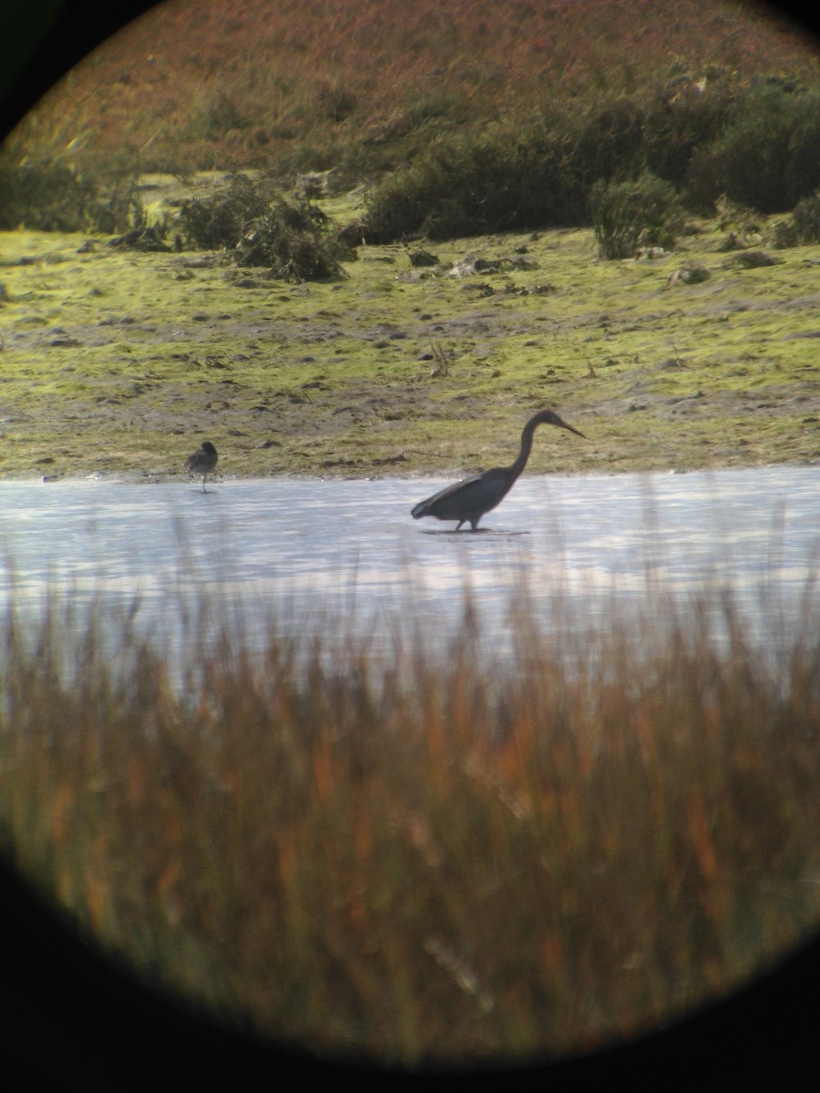 Reddish Egret - ML77683301