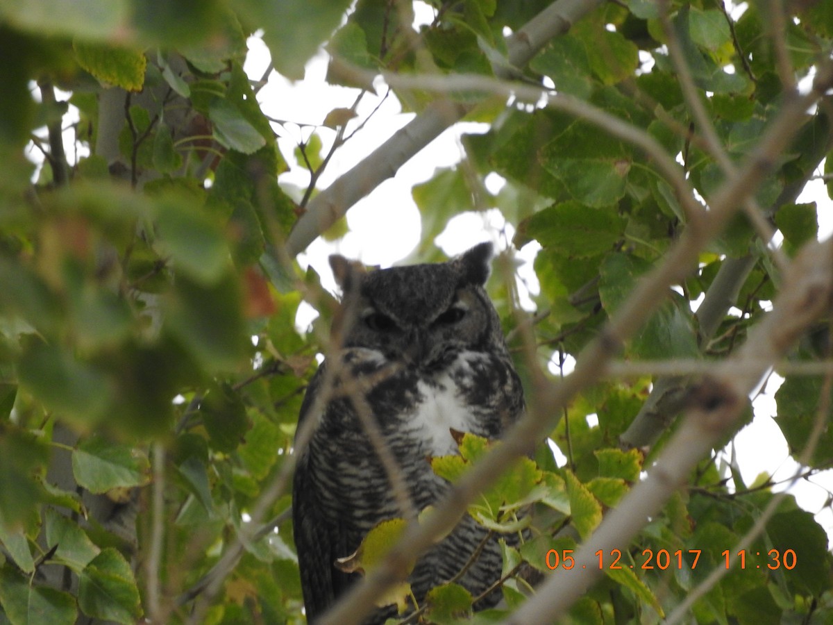 Great Horned Owl - ML77683831