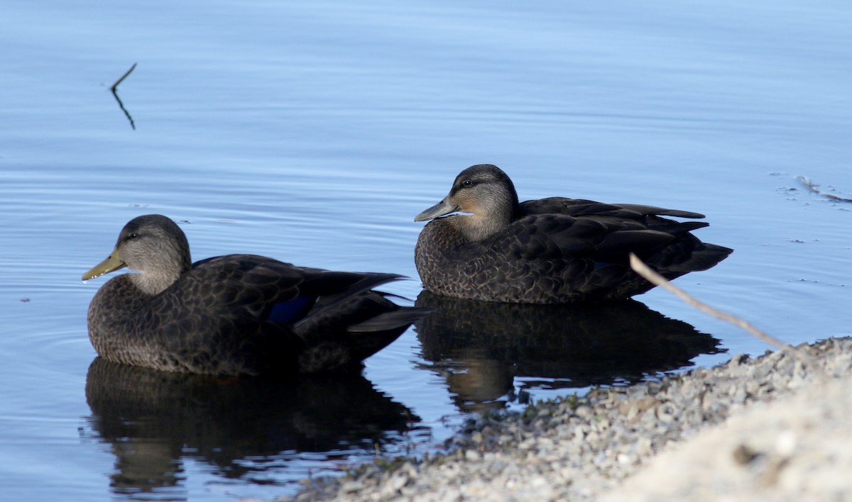 Canard noir - ML77685191