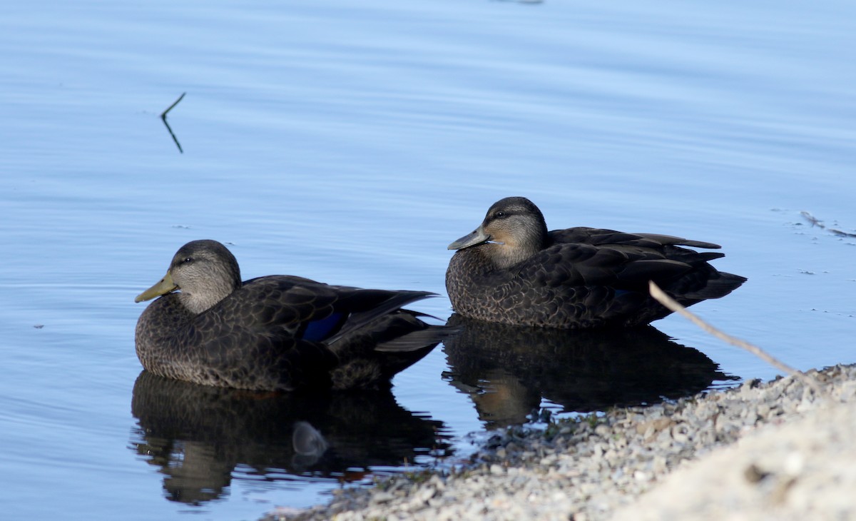 Canard noir - ML77685221