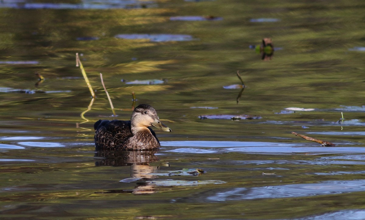 American Black Duck - Jay McGowan