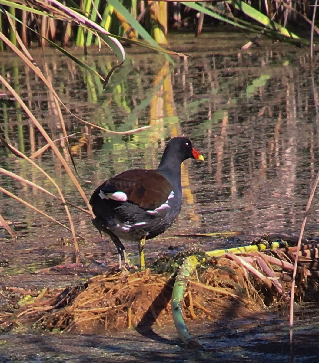 Common Gallinule - ML77686181