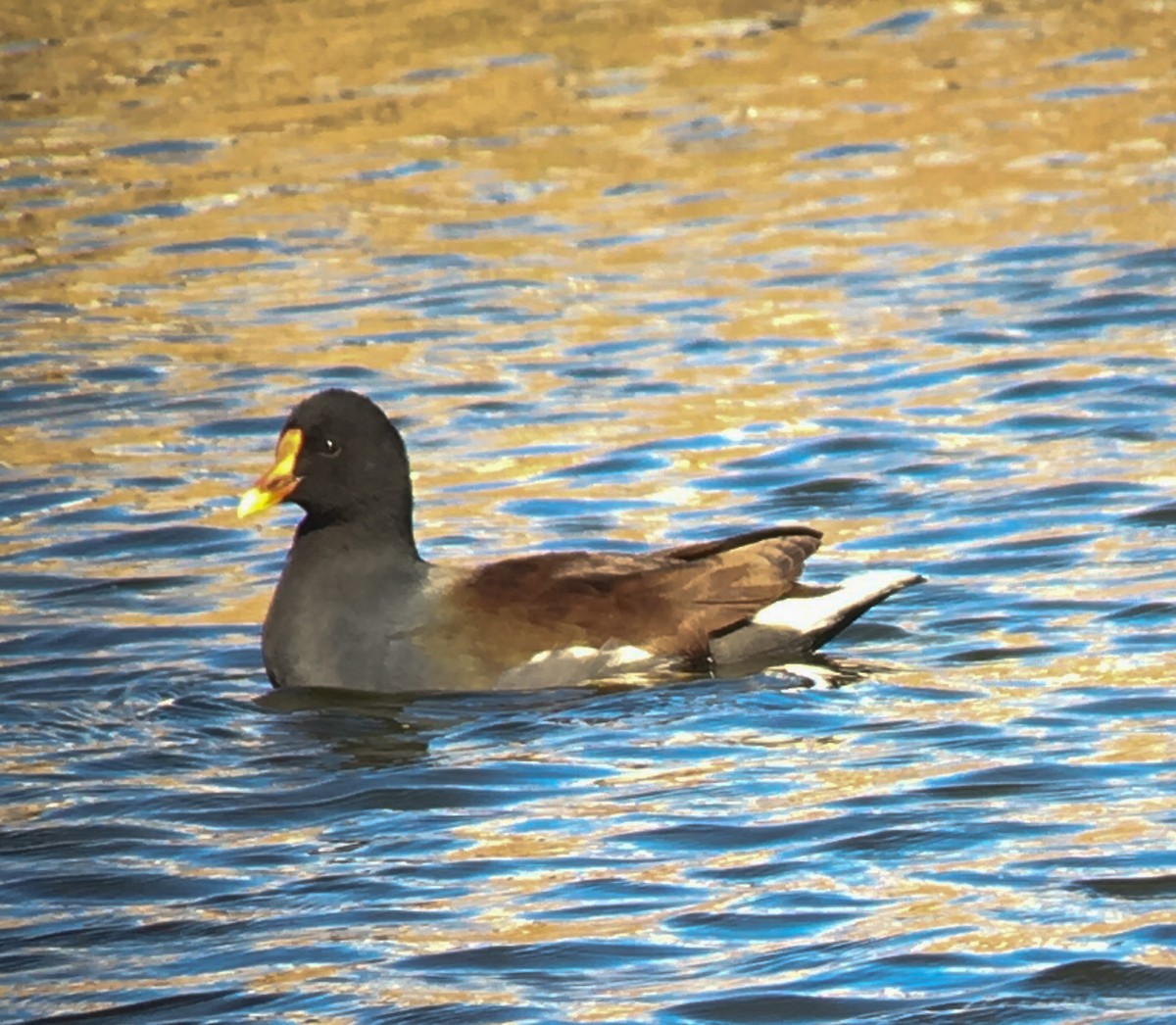 Common Gallinule - Shelia Hargis