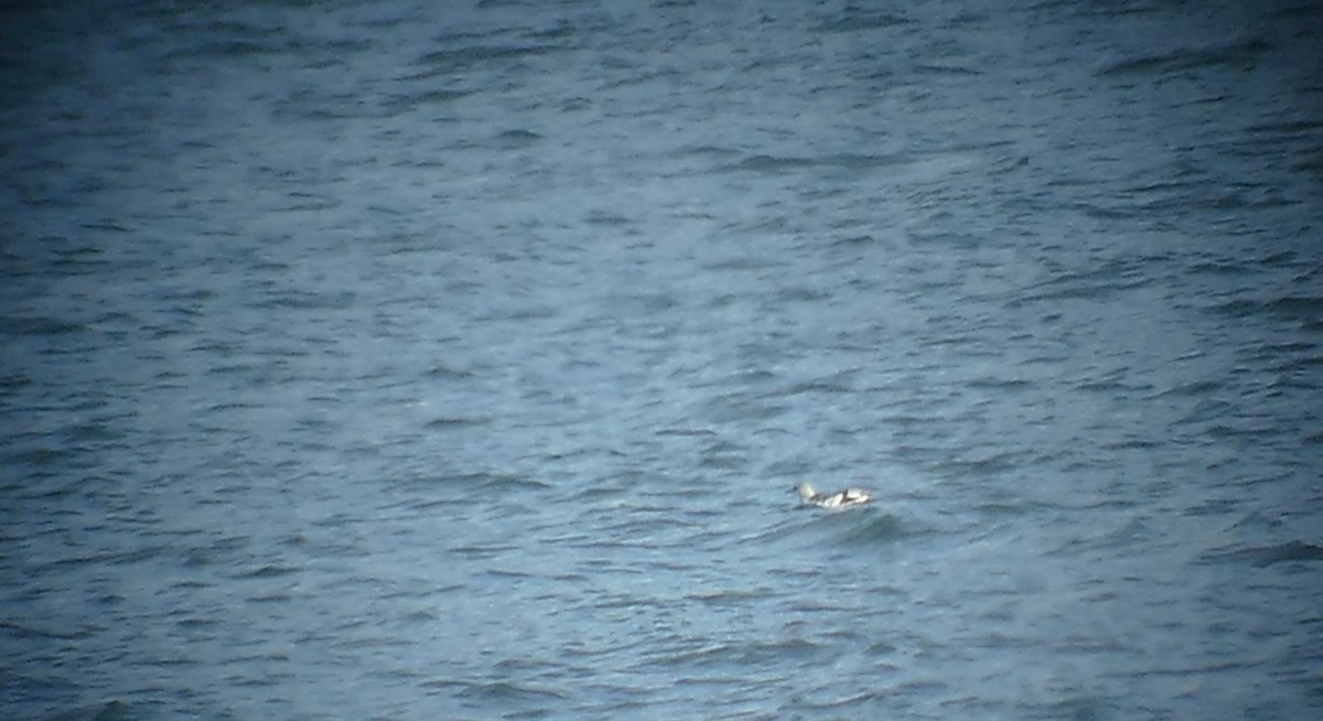 Black Guillemot - ML77686381