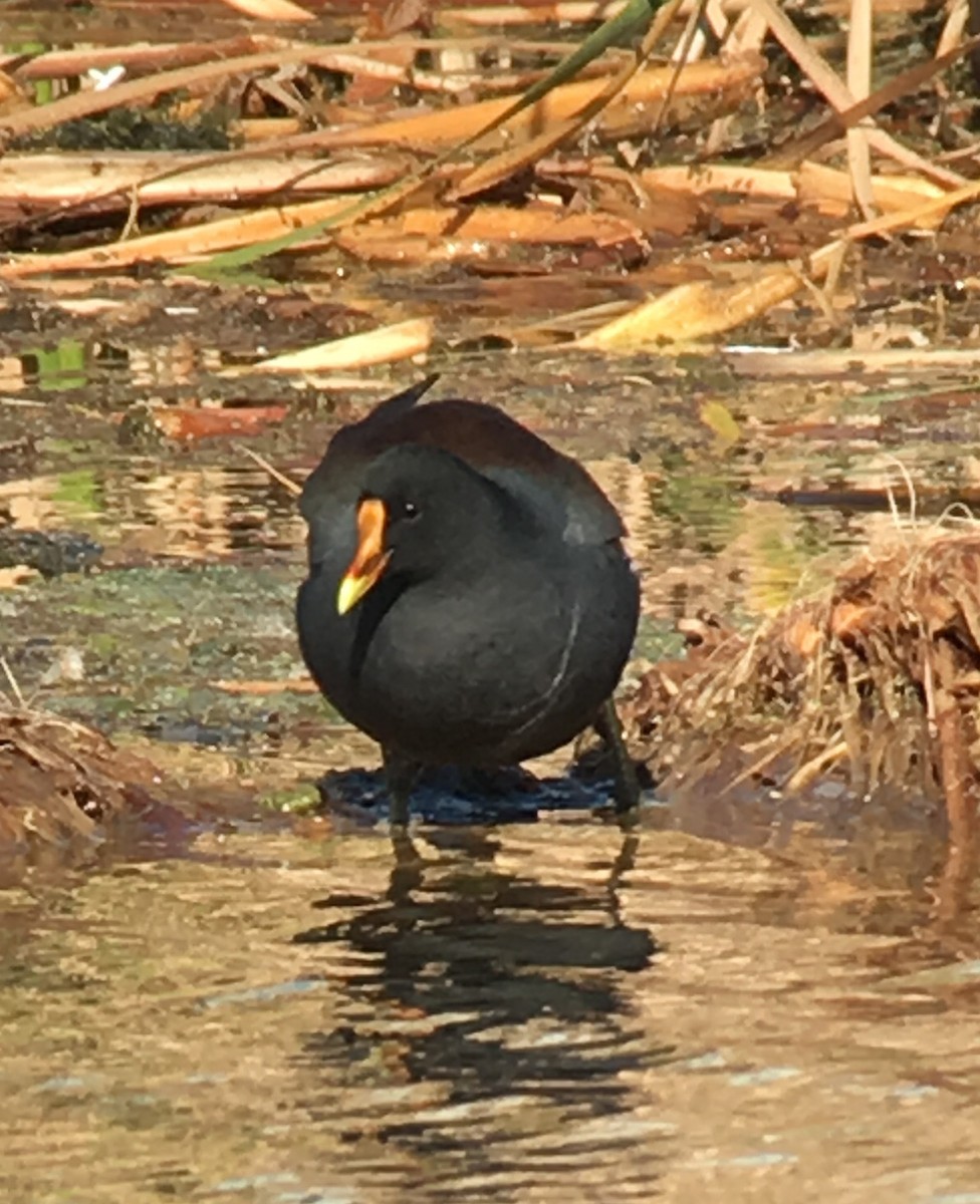 Common Gallinule - ML77686451