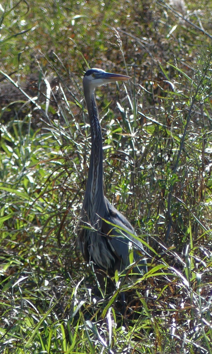 Garza Azulada - ML77686501