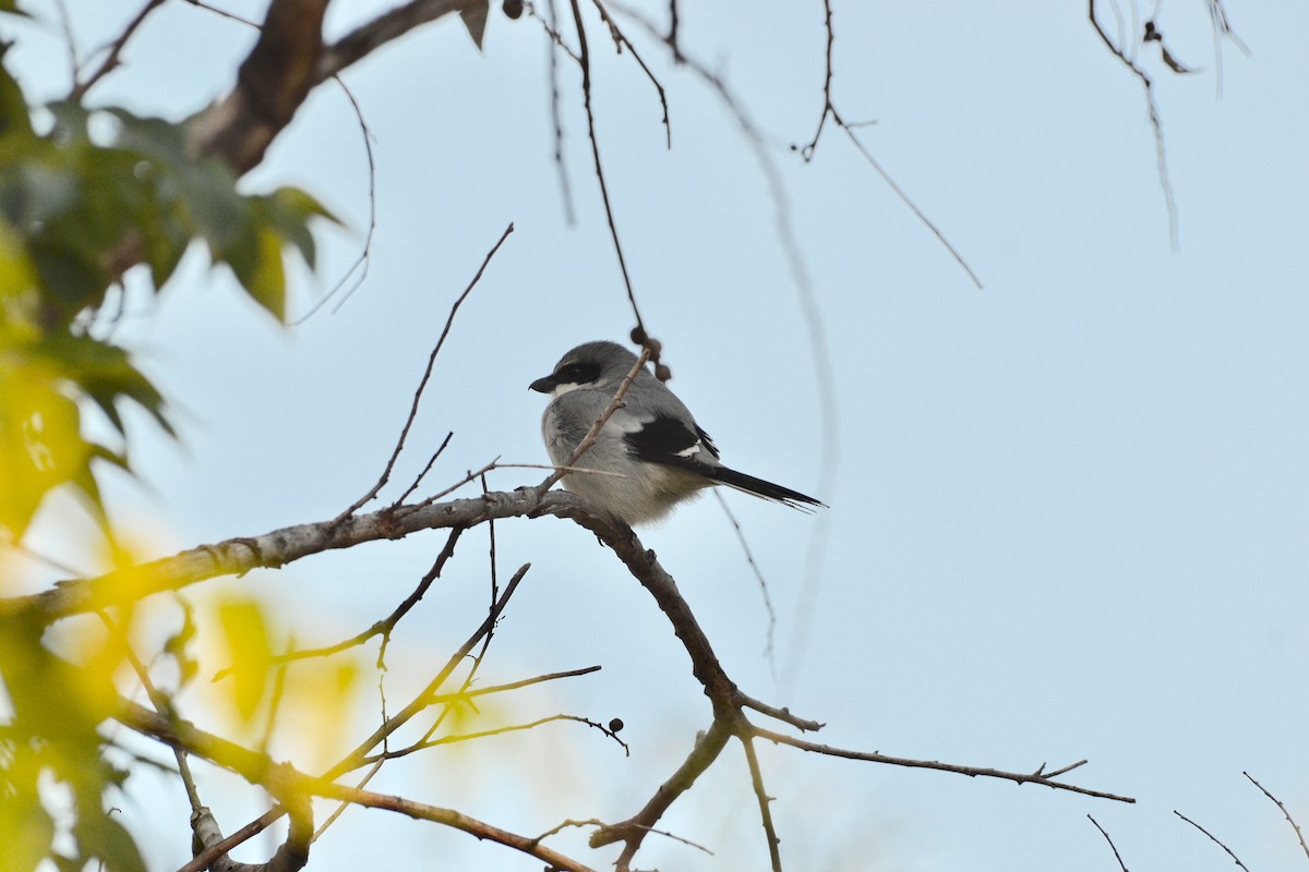 Loggerhead Shrike - Brad Sale