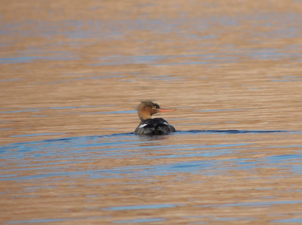 Red-breasted Merganser - ML77689531