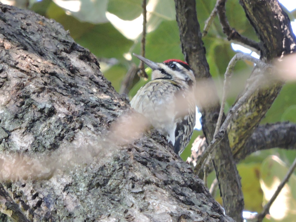 Yellow-bellied Sapsucker - ML77690071