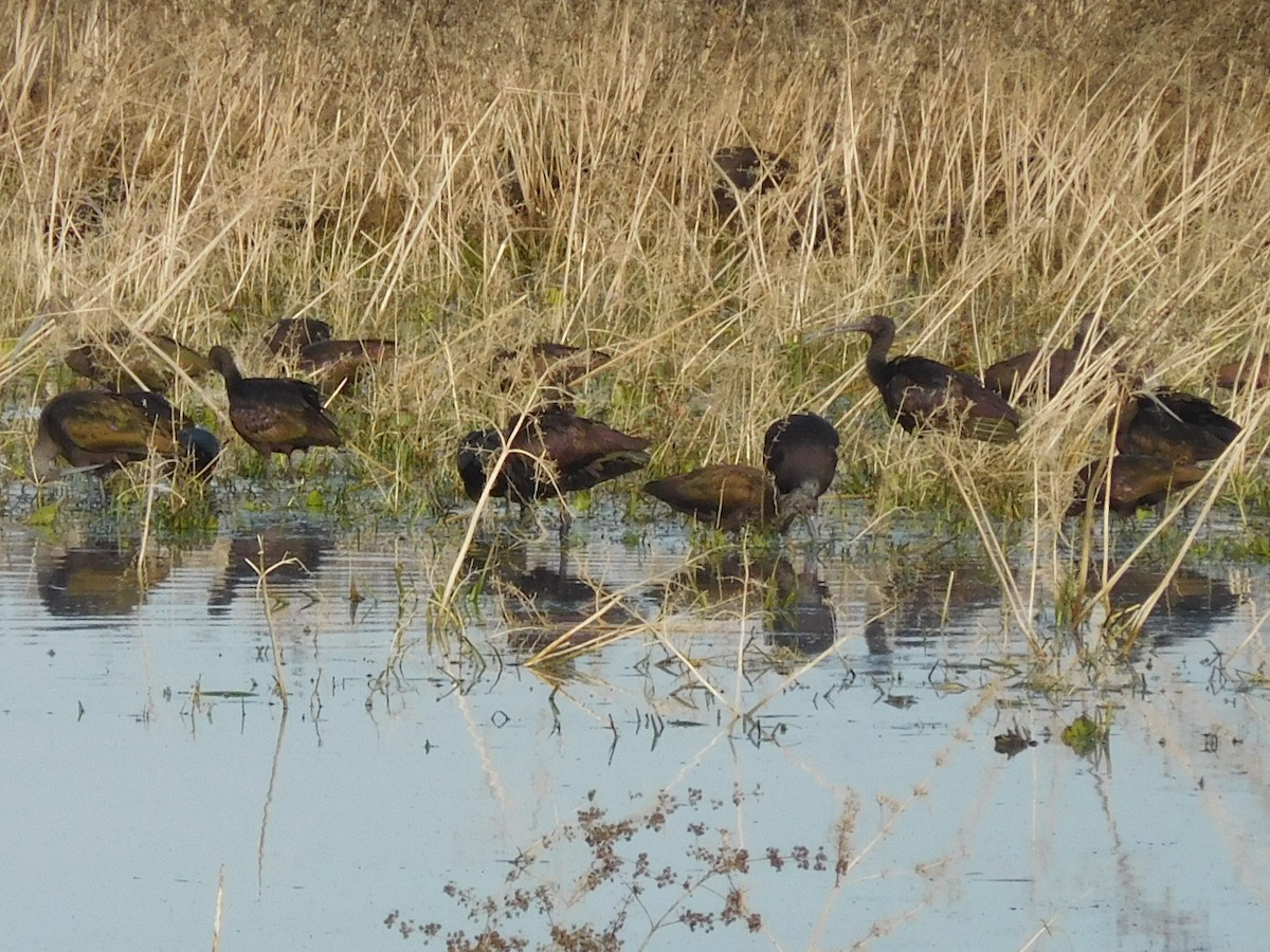 White-faced Ibis - ML77690261