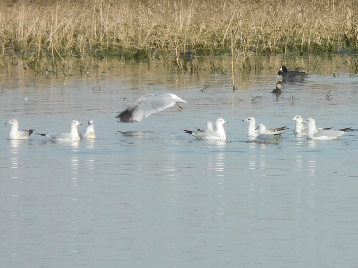 Ring-billed Gull - ML77690291