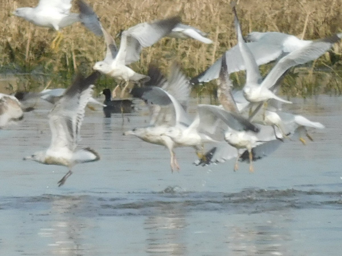 American Herring Gull - ML77690311