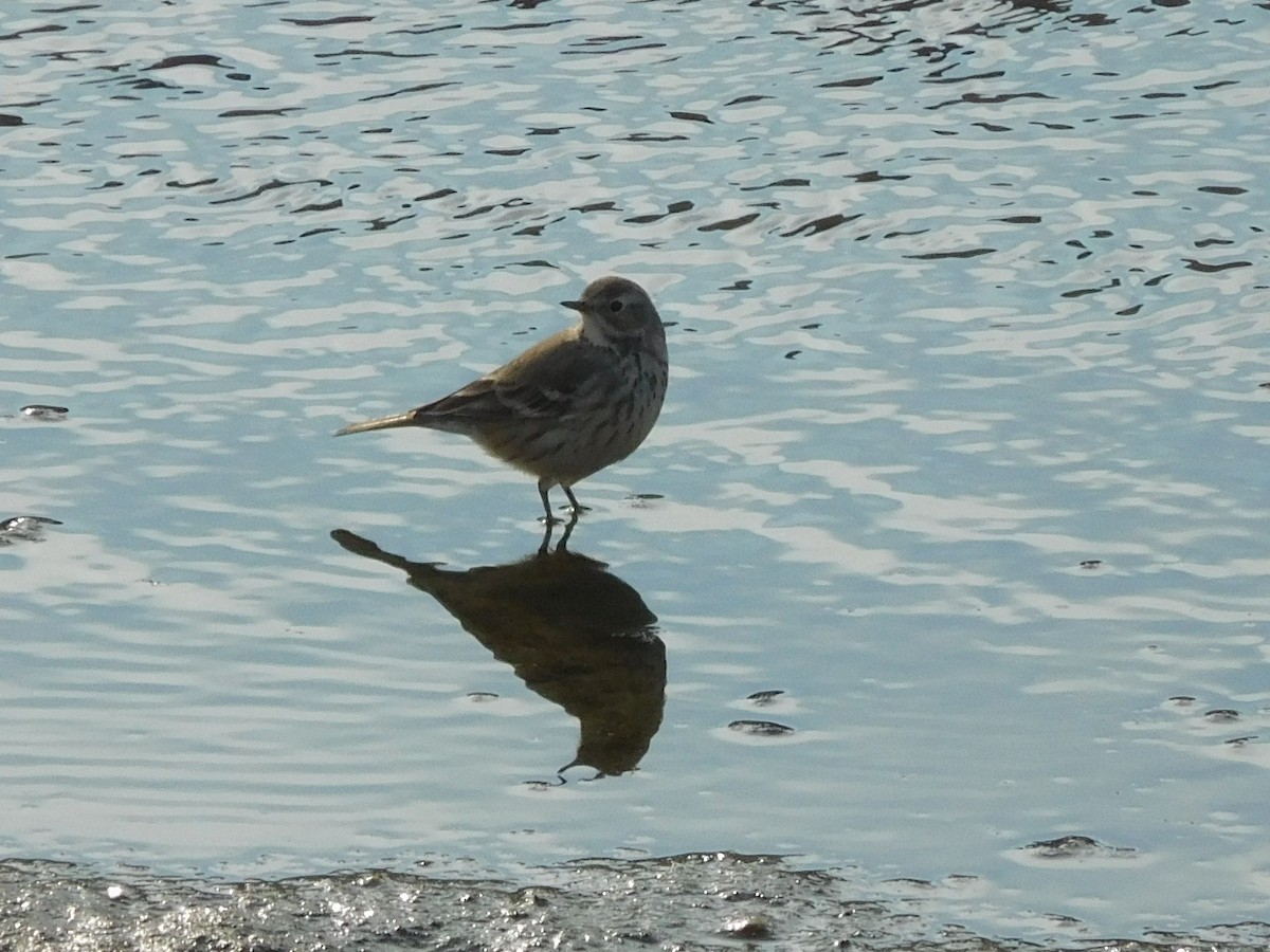 American Pipit - ML77690341
