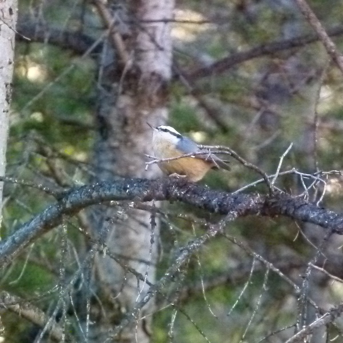 Red-breasted Nuthatch - ML77691281