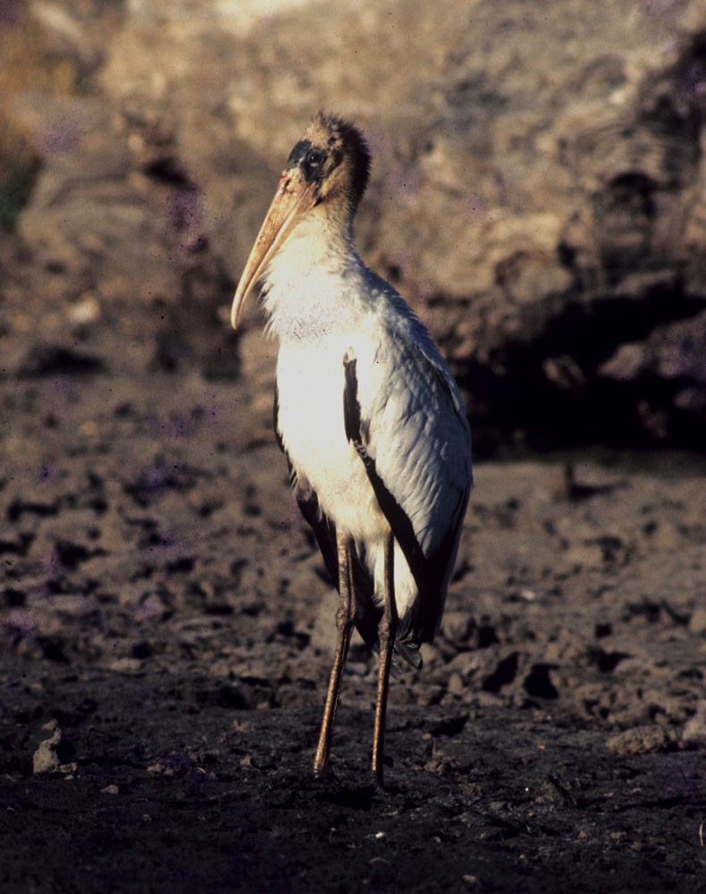 Wood Stork - Ronald Branson
