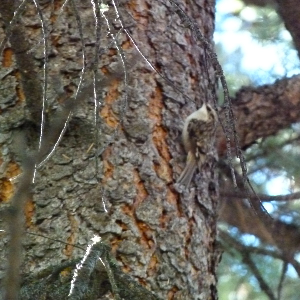 Brown Creeper - ML77691441