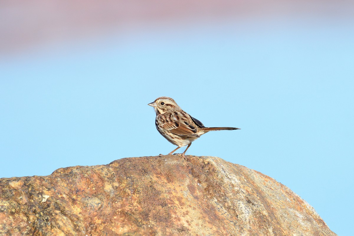 Song Sparrow - ML77691551