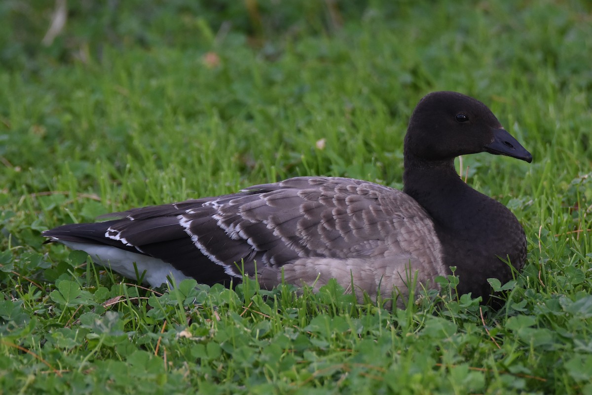 Brant - ML77691691