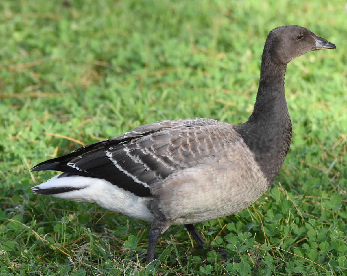 Branta musubeltza - ML77691701