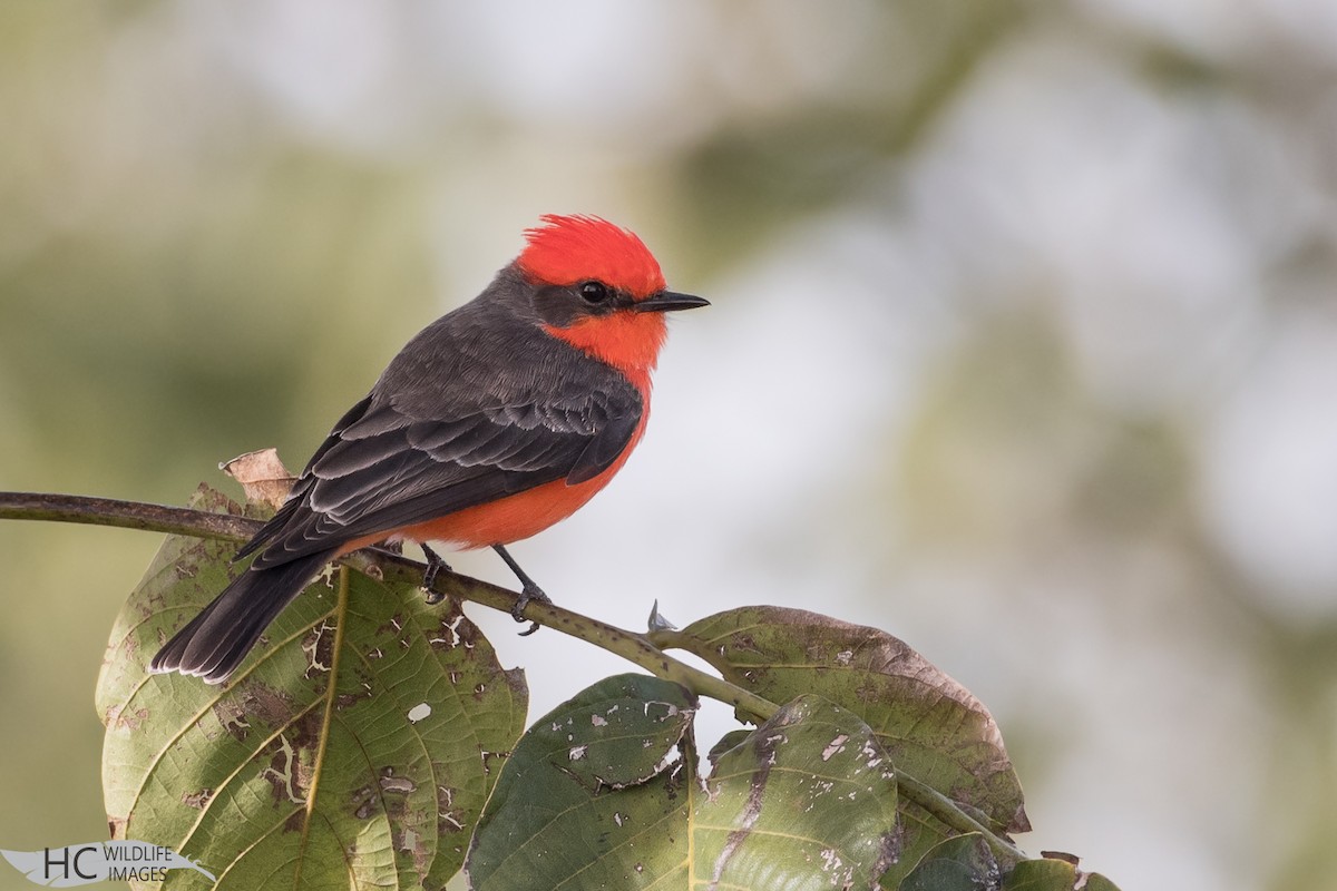 Vermilion Flycatcher - ML77692651