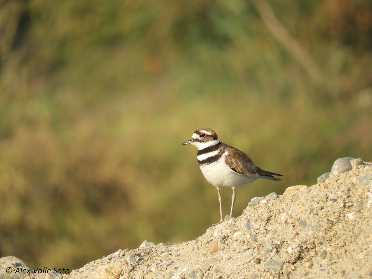 Killdeer - ML77693661