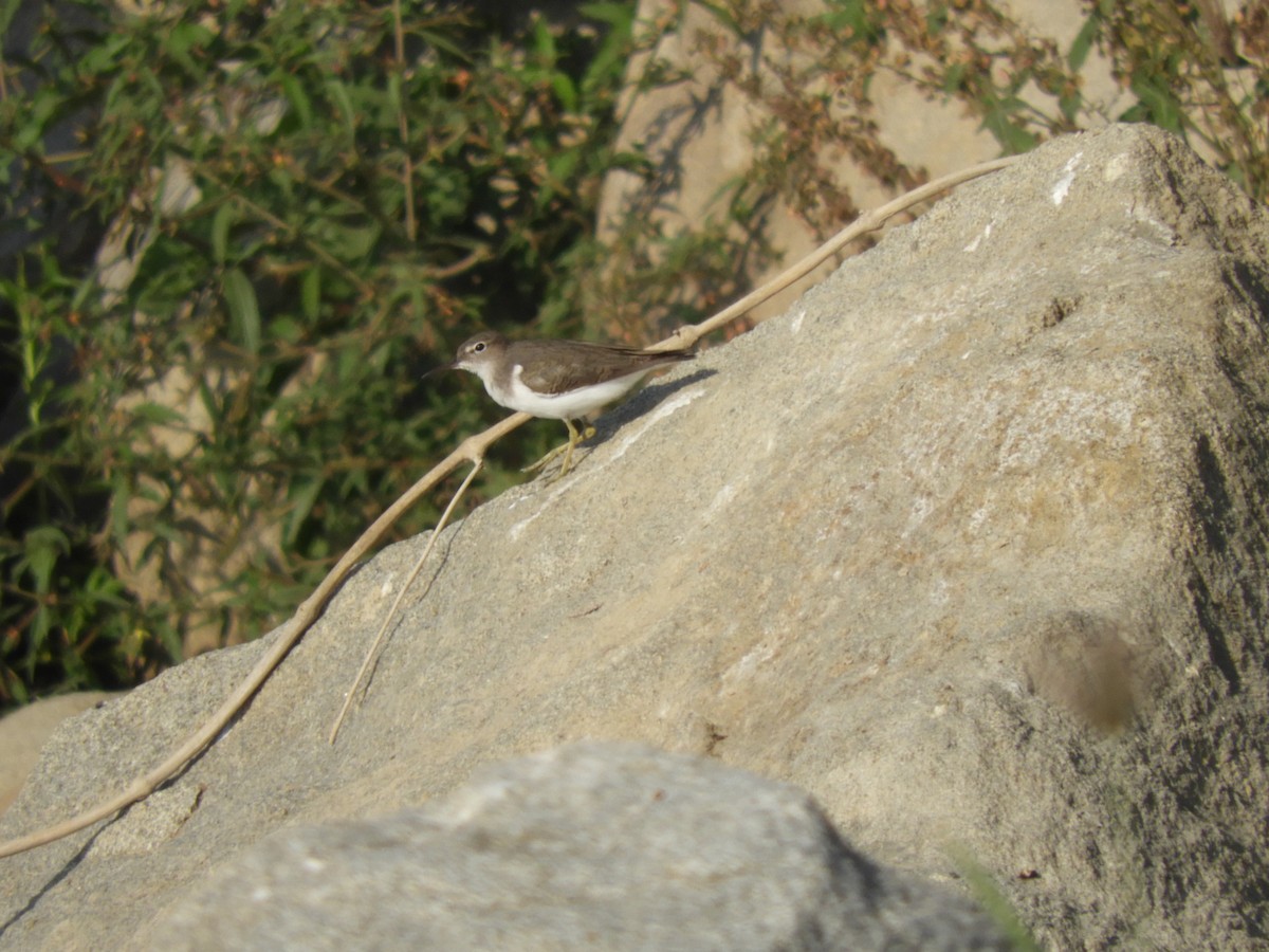 Spotted Sandpiper - ML77693911