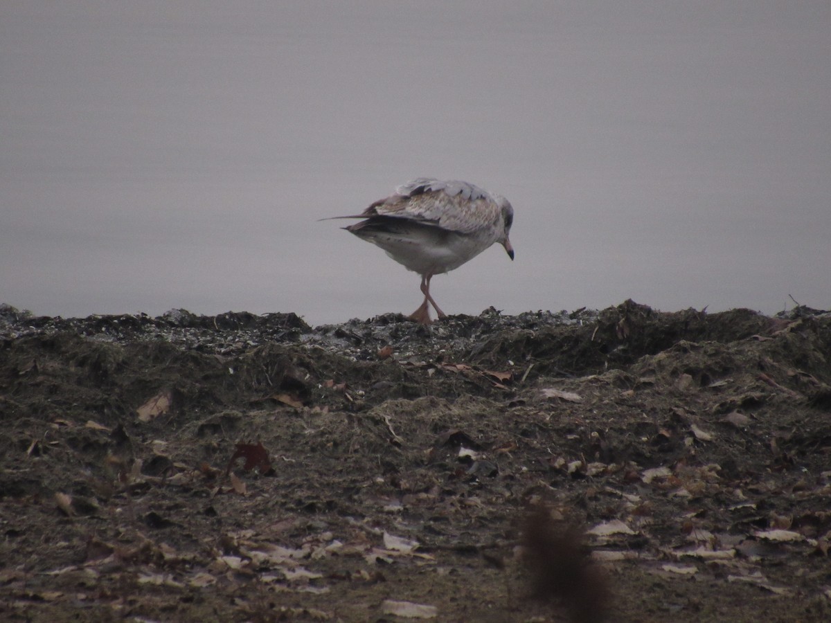 Herring Gull- - ML77696701