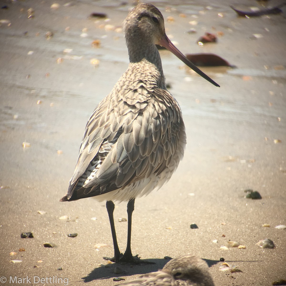 Bar-tailed Godwit - Mark Dettling